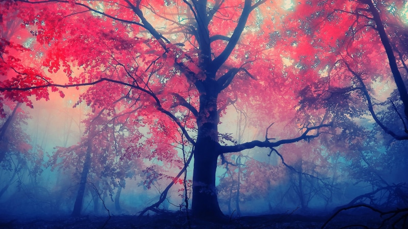 fantasy, beauty in nature, space, shape, effect, paint, lines, tree, texture, nature, growth, pattern, wave, forest, colorful, fall, outdoors, shiny, autumn collection