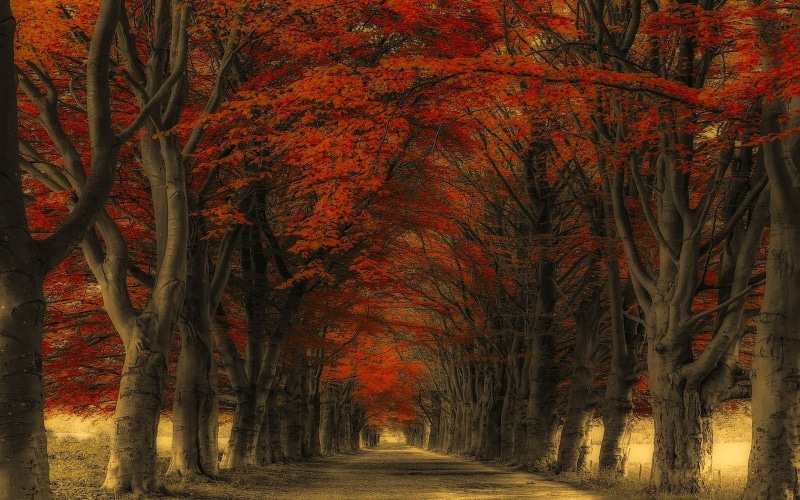 no people, growth, treelined, plant, direction, fall, straight, autumn collection, trunk, land, tranquility, red, woodland, diminishing perspective, nature