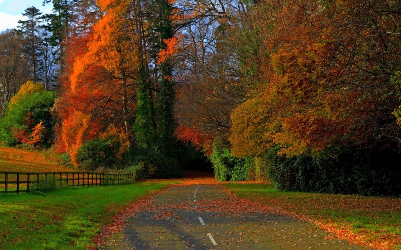 non-urban scene, beauty in nature, forest, autumn collection, growth, idyllic, fall, orange color, no people, tree, land, landscape, environment, plant