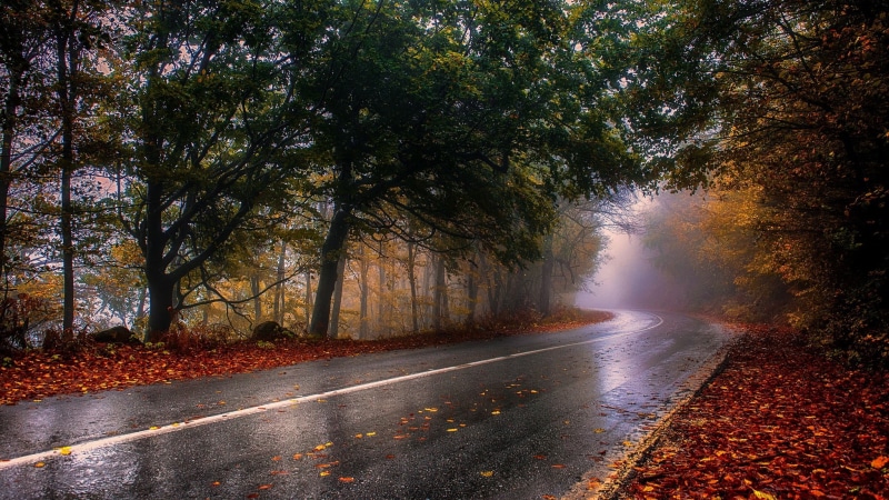 the way forward, fall, mist, road, beauty in nature, outdoors, autumn, plant part, wet, change, tree, landscape, asphalt, trees, photography, transportation