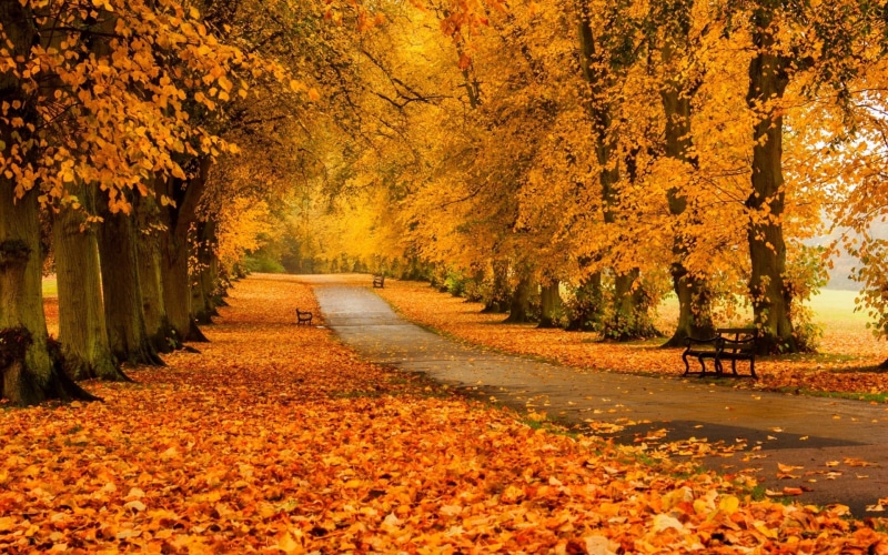 1080P, the way forward, trees, direction, land, yellow, treelined, scenics - nature, leafed, tree, autumn collection, plant part, no people, fall, falling