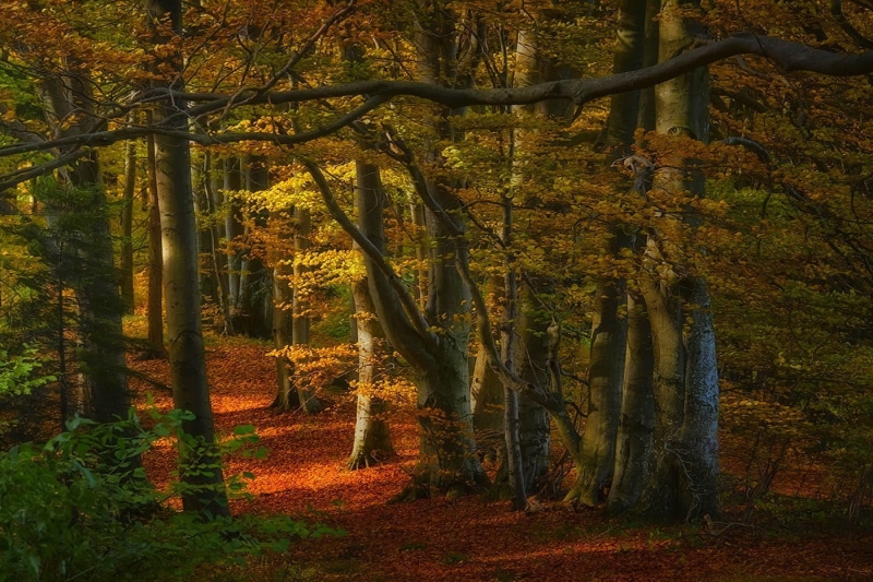idyllic, outdoors, growth, tranquil scene, plant, fall, woodland, tree trunk, leaves, tranquility, day, nature, scenics - nature, sunlight, autumn collection