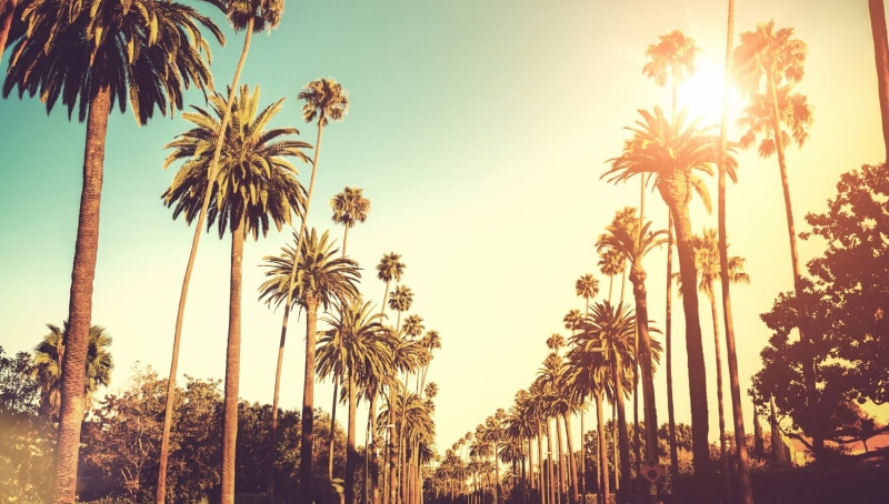 tall - high, palm leaf, sunset, tranquility, trunk, nature, outdoors, tropical tree, tropical climate, sunlight, tree trunk, beauty in nature, coconut palm tree