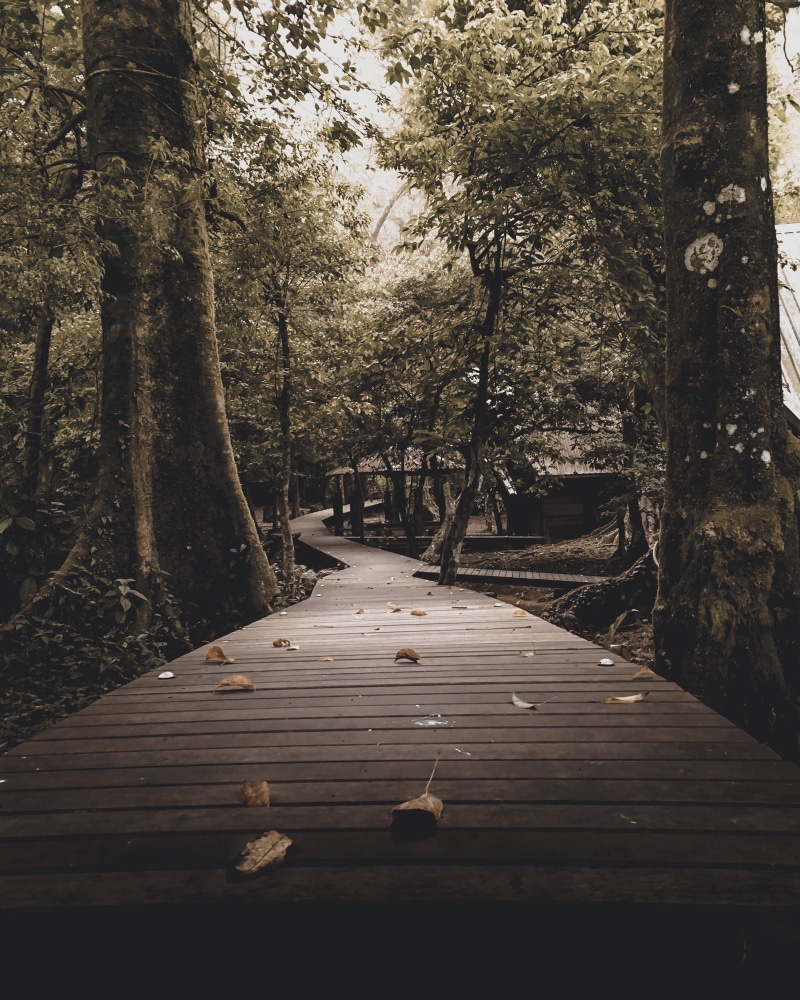 long, no people, wood - material, beauty in nature, tranquility, tranquil scene, day, plant, nature, tree trunk, woodland, indonesia, transportation, growth