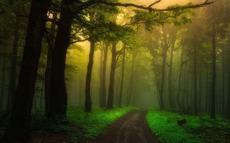 morning, no people, direction, tranquility, landscape, growth, shrubs, plant, beauty in nature, trunk, road, 480P, nature, tranquil scene, woodland, atmosphere