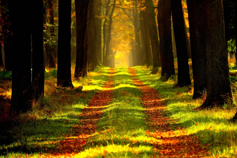growth, road, woodland, 8K, dirt road, hd, no people, idyllic, 10k, 8k, direction, tranquility, 4k, nature, outdoors, 5k, beauty in nature, diminishing perspective