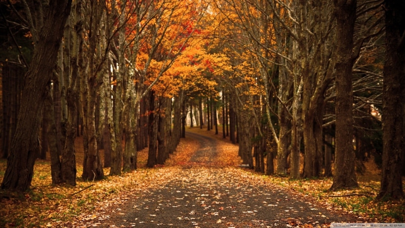 nature, orange, road, diminishing perspective, autumn, footpath, tree canopy, direction, the way forward, treelined, 1080P, orange color, growth, path