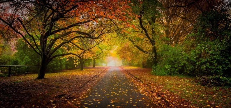orange color, land, mist, tree, autumn collection, trees, outdoors, road, sky, direction, falling, fall, shrubs, no people, scenics - nature, tunnel, autumn