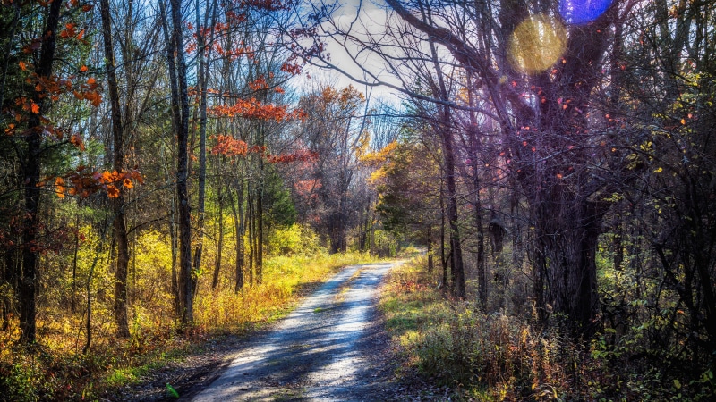 day, autumn, tree trunk, change, tree, tranquil scene, beauty in nature, forest, ultra hd  8k 7680x4320 nature picture wide, tranquility, diminishing perspective