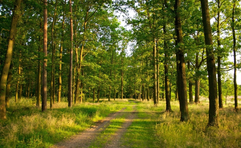 trees, day, scenics - nature, leafed, treelined, beauty in nature, path, tranquil scene, direction, forest, green color, growth, tranquility, photography