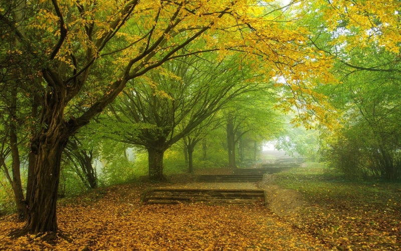 diminishing perspective, park, tree, leaves, path, growth, scenics - nature, tree trunk, autumn, mist, change, landscape, fall, day, trees, outdoors, branch
