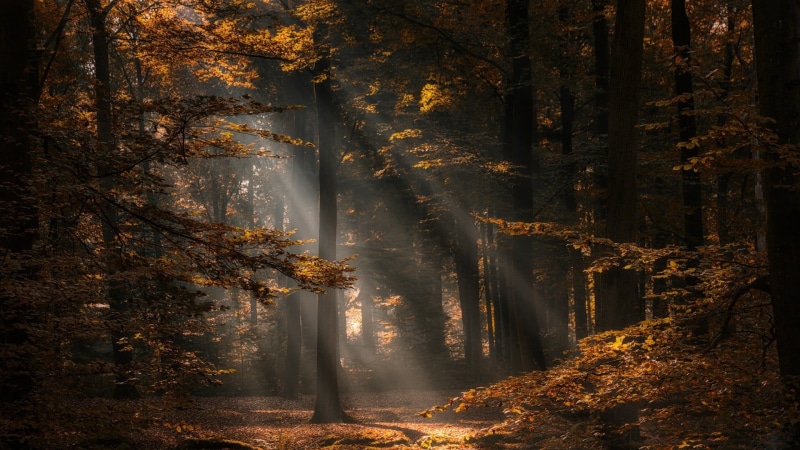 scenics - nature, tranquil scene, non-urban scene, forest, no people, trees, autumn, plant, 1080P, trunk, nature, outdoors, treelined, tranquility, change
