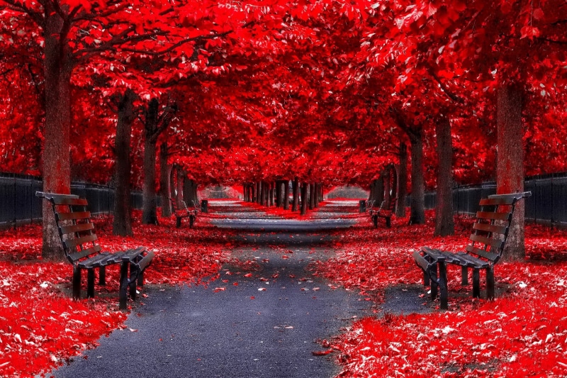 footpath, red, park, tree trunk, fall computer  backgrounds, seat, outdoors, no people, autumn, tree, 1080P, beauty in nature, growth, autumn collection
