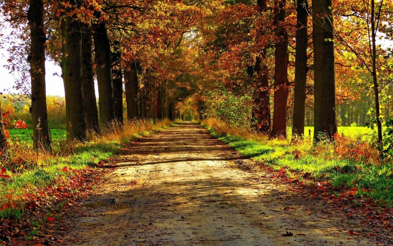 land, laptop backgrounds nature images 1920x1200, day, tree trunk, trunk, woodland, scenics - nature, tranquility, leaves, 1080P, change, plant, fall