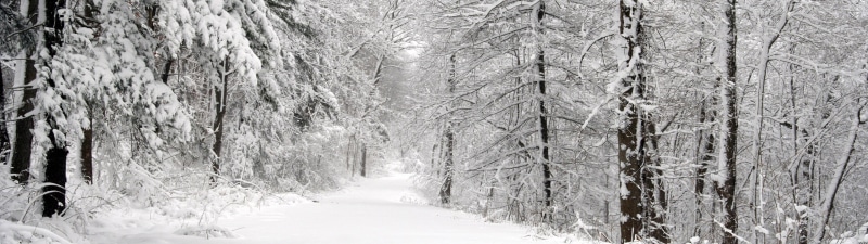 coniferous tree, landscape, nature, extreme weather, environment, snowflake, snow, outdoors, tree, scenics - nature, pine tree, land, forest, woodland