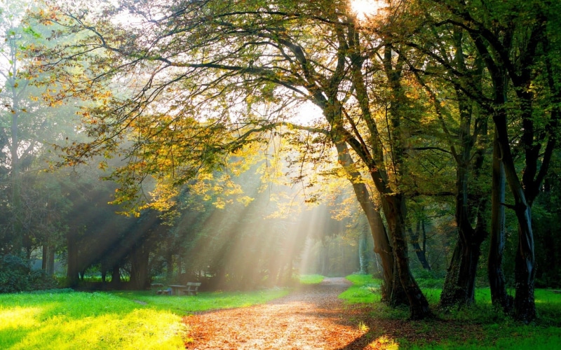 growth, sunbeam, leafed, land, treelined, beauty in nature, 1080P, tranquil scene, scenics - nature, tranquility, change, path, green color, no people