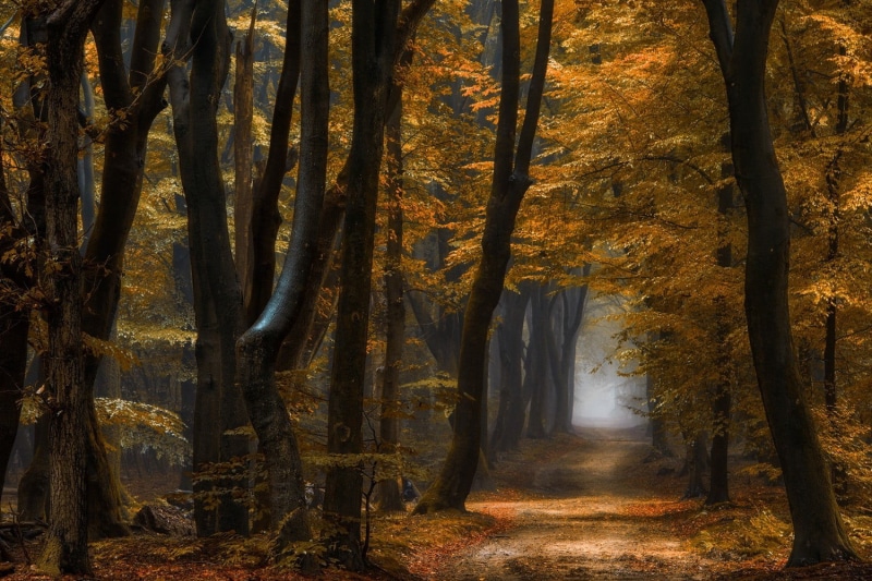 day, beauty in nature, brown, autumn collection, decor, trunk, 720P, trees, no people, growth, nature, morning, forest, daylight, land, wooden, change