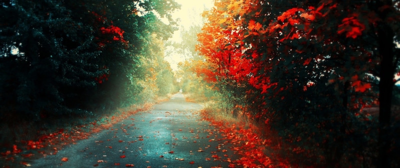 day, nature, orange color, autumn, diminishing perspective, no people, transportation, leaf, direction, tranquility, change, plant part, plant, beauty in nature
