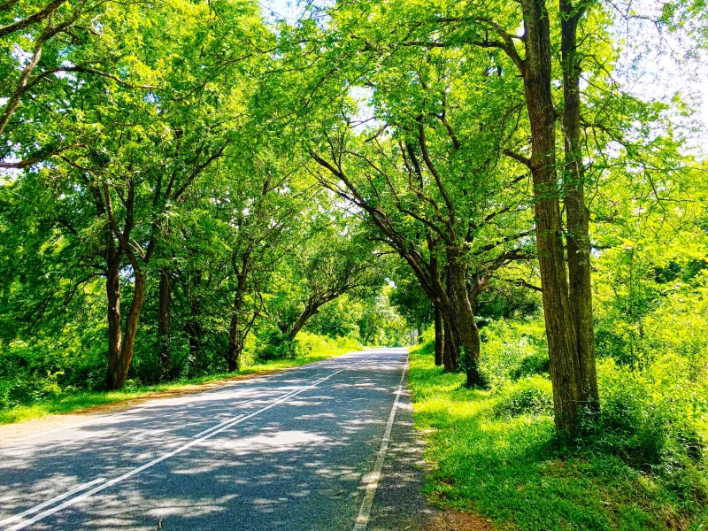 sign, land, road, green, Sri Lanka, long, beauty in nature, tree, transportation, symbol, direction, outdoors, trees, 4K, green color, plant, road marking