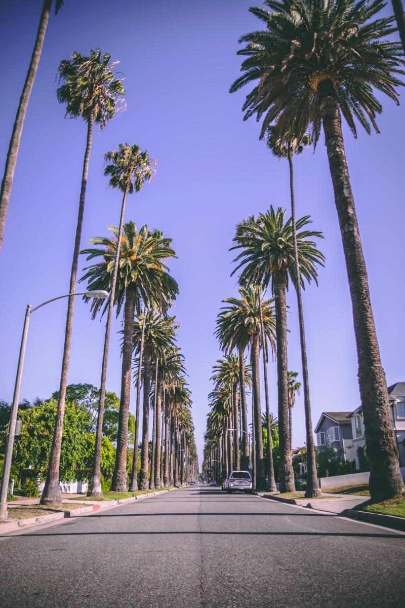 clear sky, california, palm tree, coconut palm tree, sky, road, treelined, city, nature, outdoors, street, tall - high, beverly hills, tropical tree, rodeo