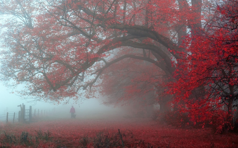 morning, autumn, plant, atmosphere, fence, woodland, day, landscape, fall, leaves, branch, leaf, nature, land, walking, red, tranquil scene, trees, UK