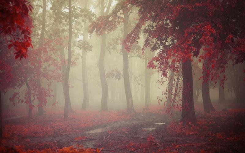 growth, leaves, woodland, rain, mystery, flowering, tranquility, photography, tree, nature, trees, no people, landscape, autumn collection, trunk, path