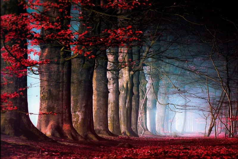 no People, light - Natural Phenomenon, tree, tranquility, trees, outdoors, 480P, backgrounds, leaf, season, trunk, night, woodland, path, halloween