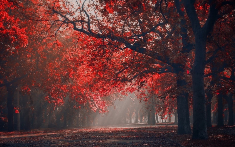 yellow, tranquility, tree canopy, outdoors, sunbeam, orange Color, tree, woodland, red, beauty In Nature, tranquil Scene, growth, autumn collection, treelined
