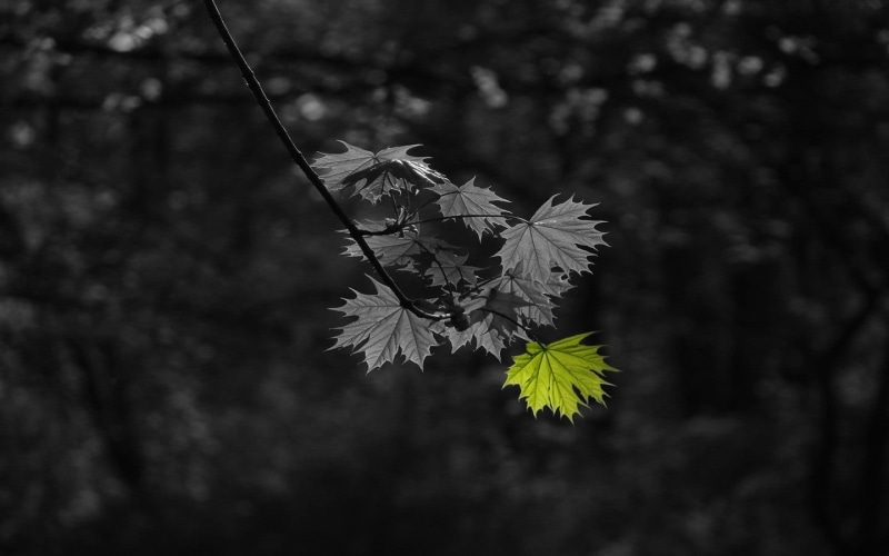 selective coloring, flowering plant, plant part, fragility, close-up, nature, plant, tranquility, growth, flower, leaves, green, outdoors, selective, day