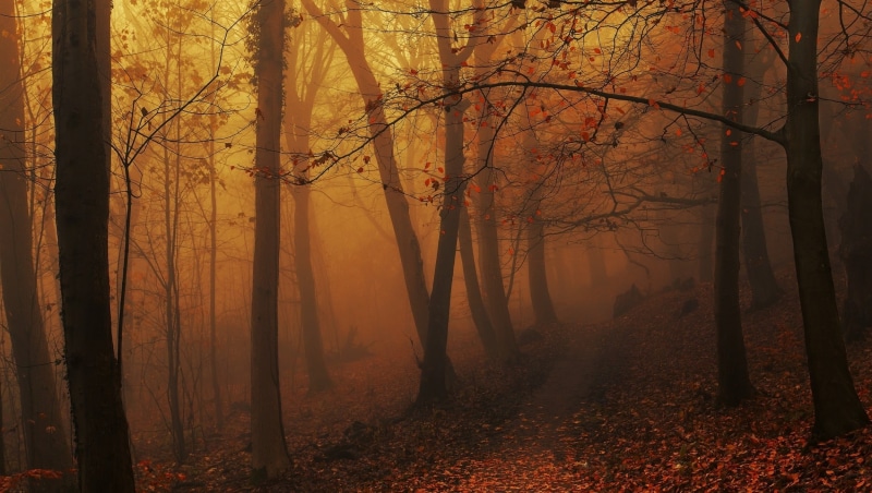 plant, idyllic, autumn collection, morning, nature, forest, mist, landscape, no people, tree trunk, atmosphere, changing form, leafed, 1080P