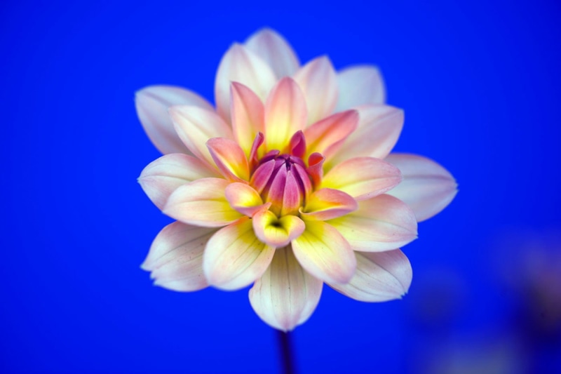 Plant, close-up, Color palette, selective focus, pink Color, Nature, flower Head, beauty In Nature, petal, petaled, 720P, Flower, selective, focus, pink