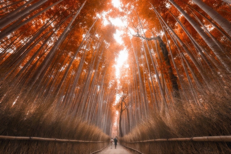 path, land, bamboo, boundary, scenics, backgrounds, 720P, bamboo Grove, blurred motion, Japan, no People, arashiyama, landscape, autumn, woodland, motion