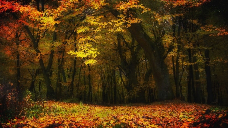 trees, no people, scenics - nature, autumn collection, yellow, maple, growth, autumn, fall, non-urban scene, change, orange color, lights, nature, plant part