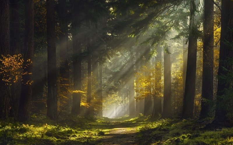 sun rays, mist, 480P, forest, path, sun, rays, landscape, morning, nature
