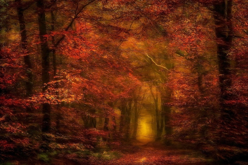 fall, red, plant, growth, orange color, trunk, trees, tranquil scene, 720P, tranquility, natural condition, autumn, scenics - nature, tree, autumn collection