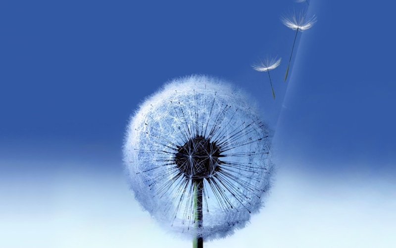 dandelion, hd, samsung, white, s, galaxy, 2K, galaxy s3
