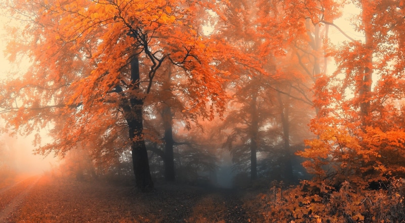 season, footpath, landscape, brown, gold Colored, beauty In Nature, 1080P, leaves, mist, park - Man Made Space, pathway, bright, idyllic, sunlight, falling