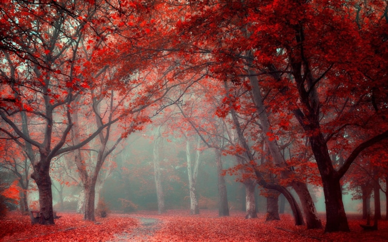 day, maple, yellow, vibrant Color, leaves, orange Color, falling, 720P, blue, tree, light - Natural Phenomenon, forest, fog, lush Foliage, park - Man Made Space