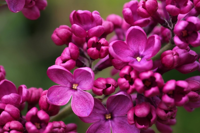 samsung, plant, petal, freshness, france, flowers, flower, close-up, nx, pink, nature, photo, 720P, closeup, macro, purple, orchid, Lila