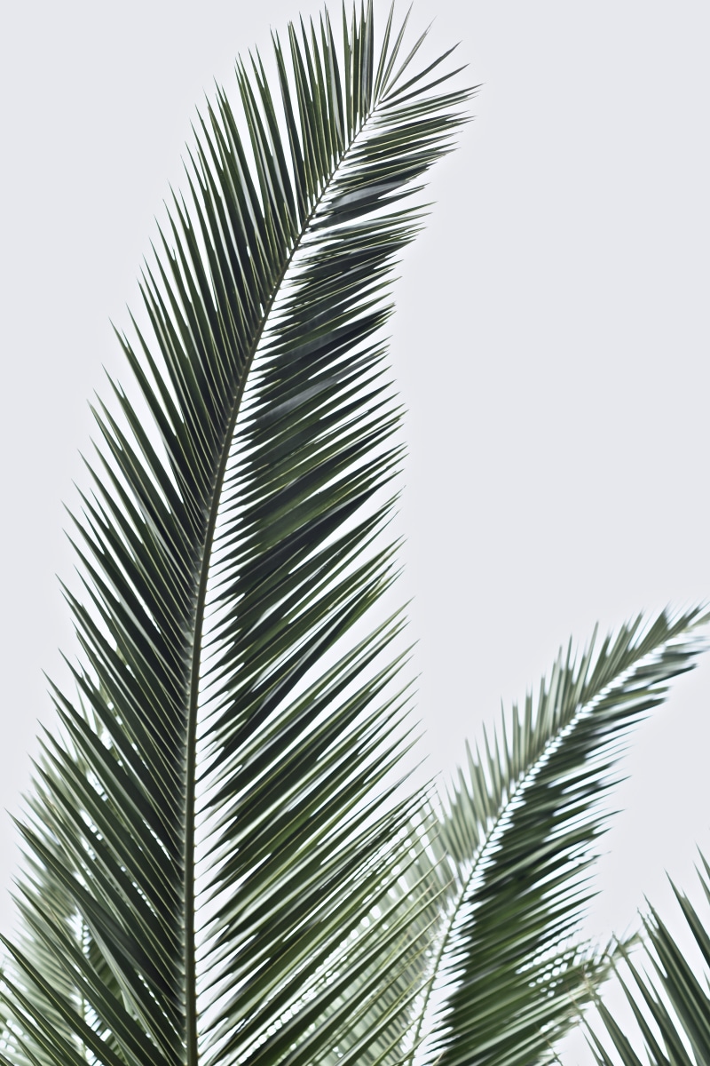 plant, palm tree, sky, growth, mobile, 5K, tree, frond, clear sky, palm leaves, palm, close-up, no people, leaves, tropical climate