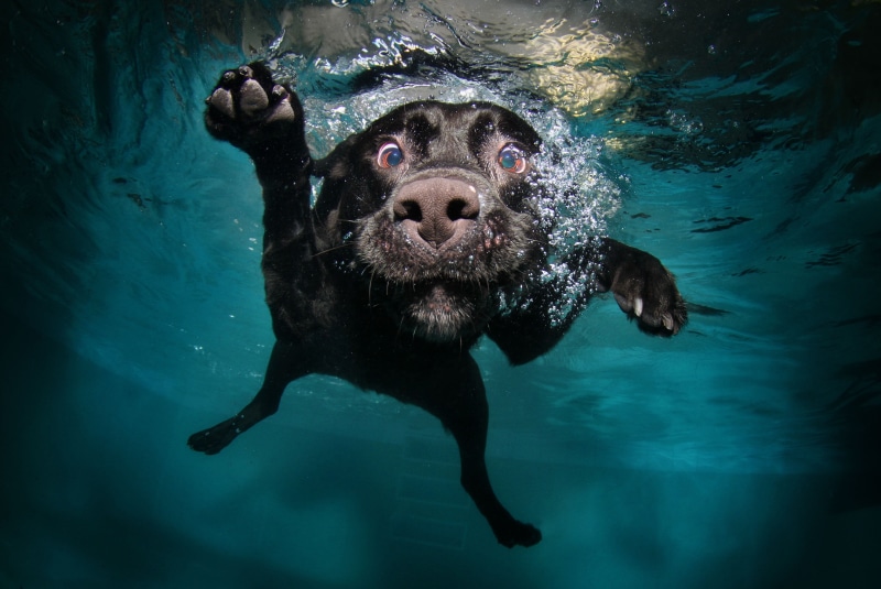portrait, vertebrate, water, no people, sea life, looking at camera, animal themes, nature, swimming pool, underwater, day, marine, muzzles, outdoors, animal wildlife