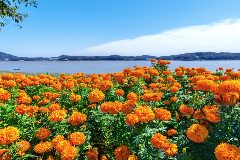 chrysanthemum, water, beauty in nature, 4K, outdoors, freshness, dahlia, cosmos, in the photo, nature, 8 original, mountain, fall festival, white clouds