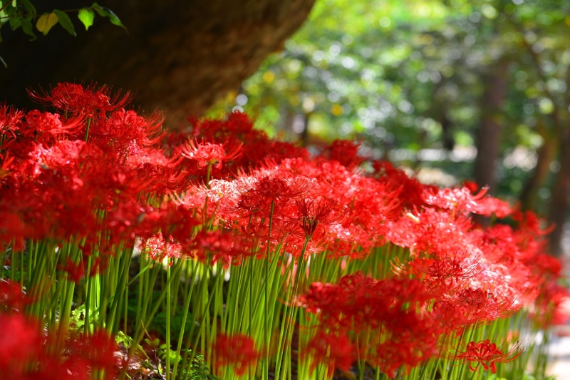 beauty in nature, the grounds, electric light company, leaf, maple leaf, focus, land, turquoise, green color, focus on foreground, mountain, affix, day