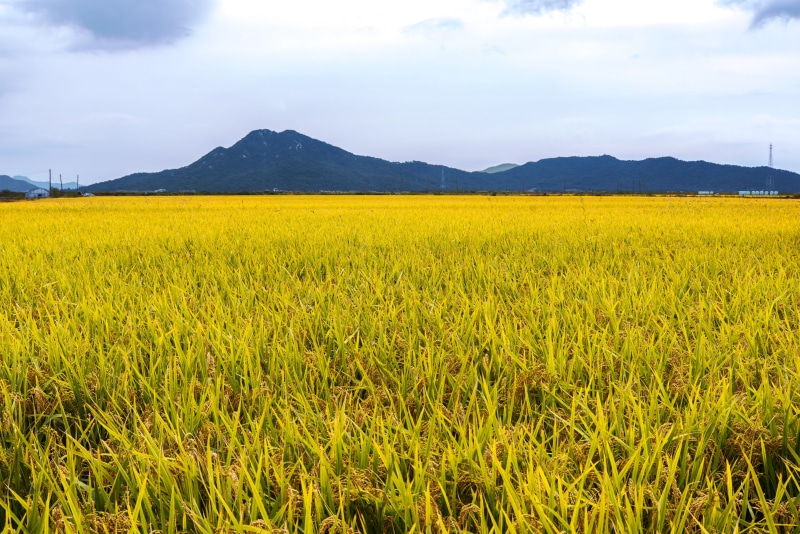 green, truck, straw, september, no people, silver pool, crop, street name, land, a, photo, purple, flowers, 4K, beauty in nature, rice, sky, mountain