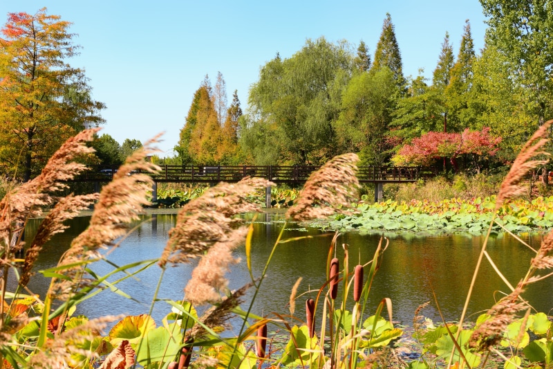 no people, tree, leaves, silver grass, tranquility, incheon, plant, pine, reed, forest, dream park, korea, cosmos, reflect, chrysanthemum festival, land