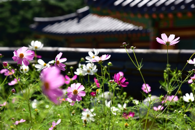 close-up, classic, roof tile, flower, cosmos, temple, korea, genesis, flowerbed, september, springtime, wood frame construction, tourism, stone wall, flowers