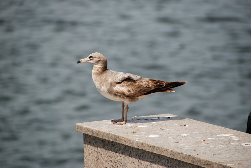 water, day, west coast, vertebrate, pier, wooden post, outdoors, birds, seabirds, new, animal wildlife, perching, animal themes, incheon beach, nature
