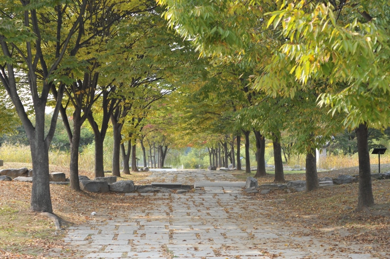 day, growth, tree, wood, tree trunk, beauty in nature, direction, trunk, green color, stone, incheon grand park, the way forward, abstract, park, nature