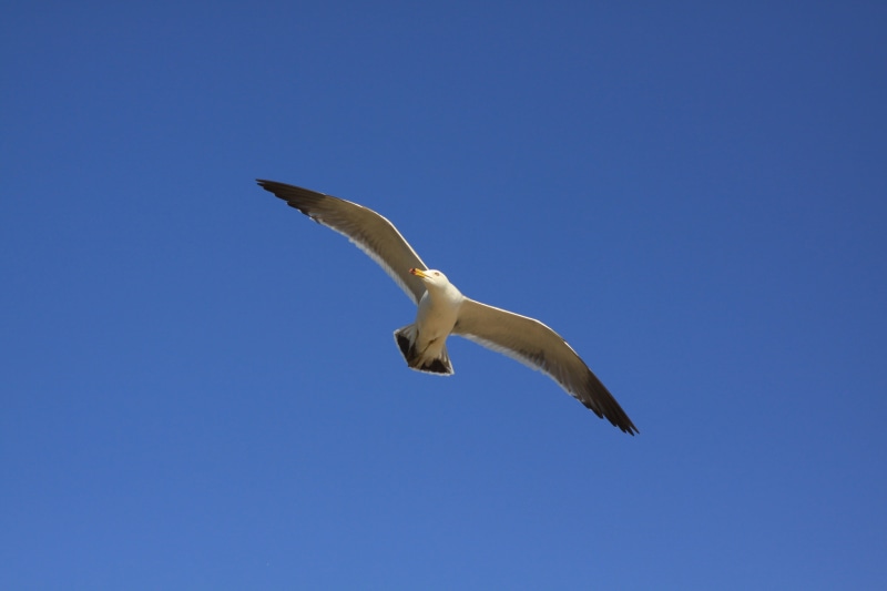 vertebrate, blue, bird, spread wings, wings, incheon beach, nature, public, animal body part, landscape, sky, animal themes, fly, animal wildlife, incheon and ganghwa island