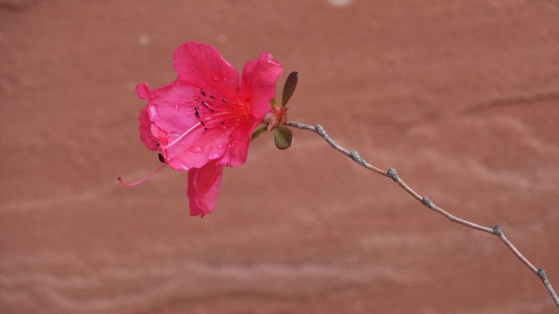 animal themes, plants, 4K, pink color, plant, day, flowering plant, no people, flower head, this type, freshness, vulnerability, flowers, petal, outdoors
